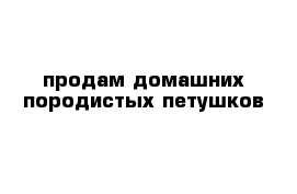 продам домашних породистых петушков